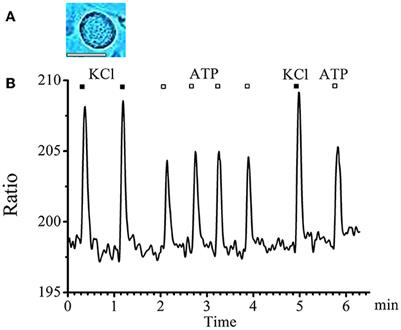 Resensitization of TRPV1 channels after the P2 receptor activation in sensory neurons of spinal ganglia in rats
